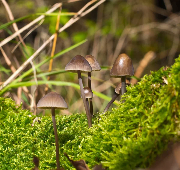 Setas Bosque — Foto de Stock