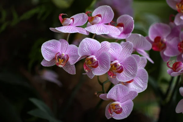 紫罗兰自然美丽的花朵 — 图库照片