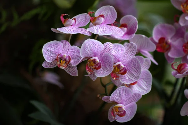 Violet Indah Alami Bunga — Stok Foto