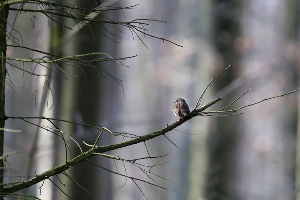 森林鸟 一只小鸟坐在一个老树桩上 — 图库照片
