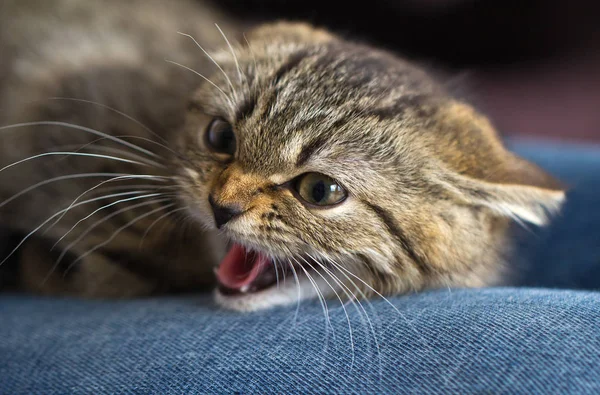 Katt Liten Kattunge Liten Kattunge Arg — Stockfoto