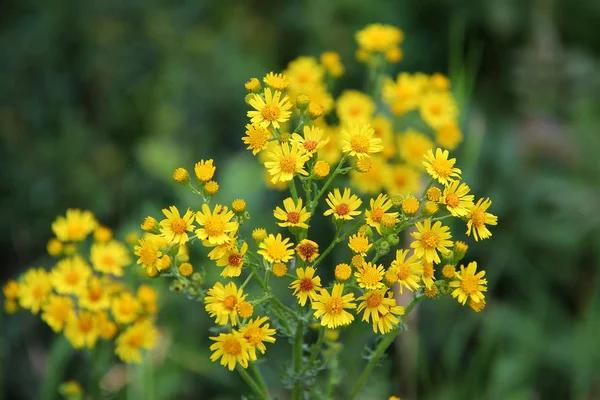 Gula Färska Blommande Blommor Närbild Skjuta — Stockfoto