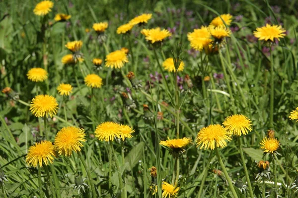 Gula Färska Blommande Blommor Närbild Skjuta — Stockfoto