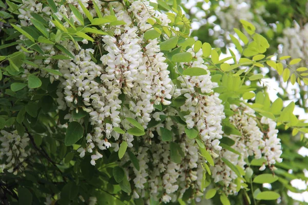 Selective Focus White Beautiful Flowers — Stock Photo, Image