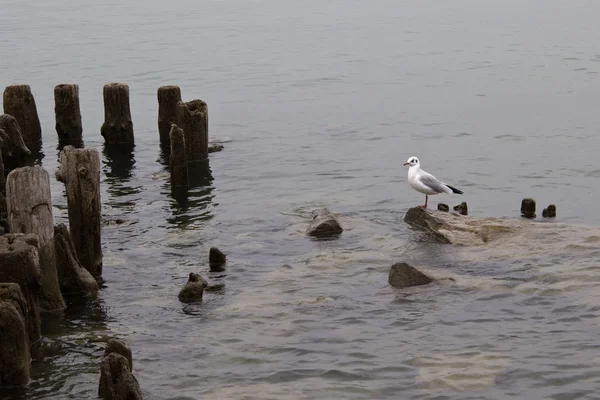 Seagull Seagull Siedzi Skale Wystające Wody — Zdjęcie stockowe