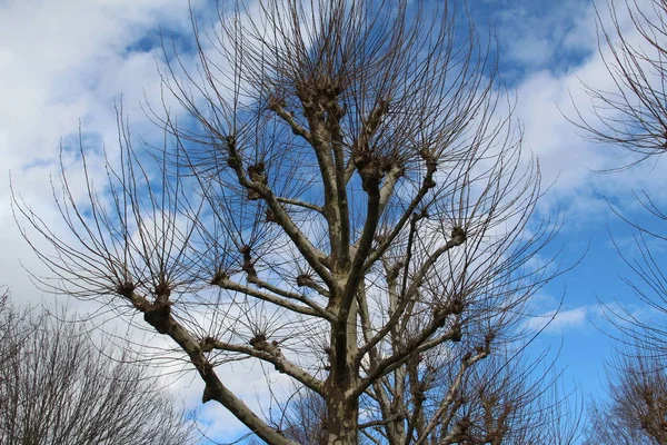 Vista Panoramica Alberi Con Rami Nudi Contro Cielo Blu — Foto Stock