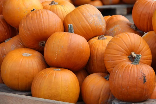 Pile Fond Citrouilles — Photo