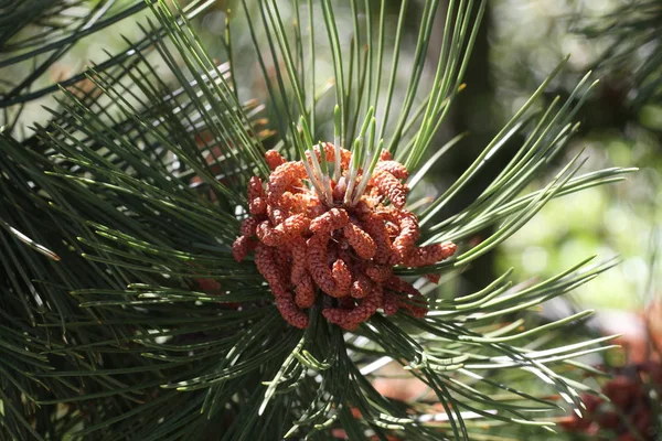 Groene dennenboom in het naaldbos — Stockfoto