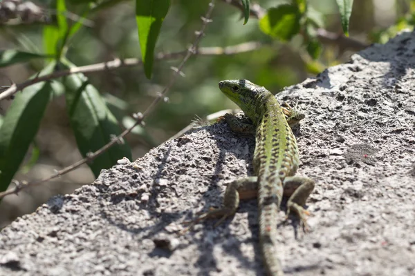 Un lézard vert est assis sur un rocher — Photo