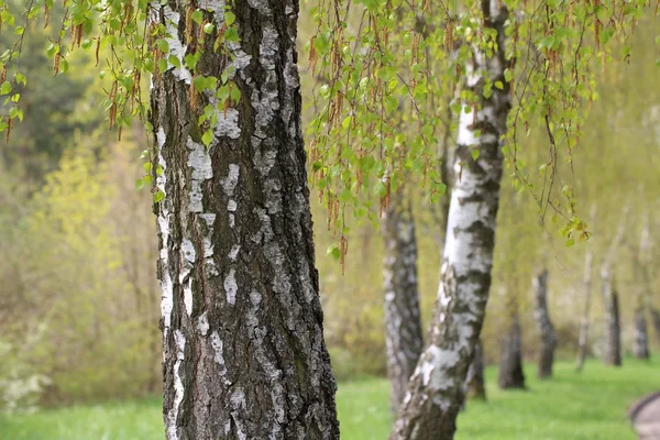 Huş Ağacı Yaprakları Birch Ormandaki Yaprakları — Stok fotoğraf