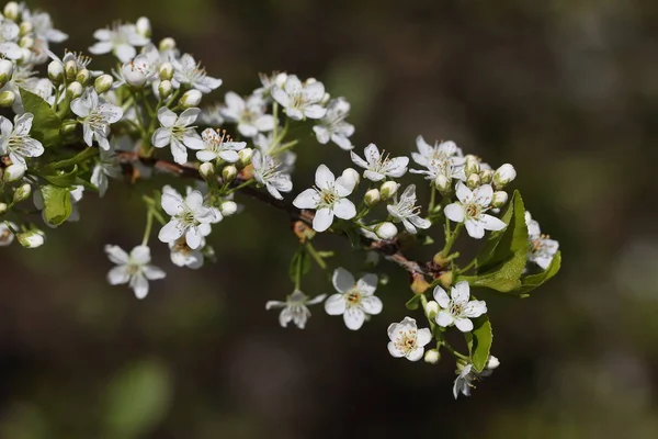 Branches Avec Belles Fleurs Extérieur Arbre Fleurs — Photo