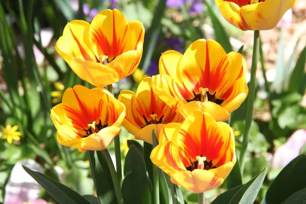 Selective Focus Beautiful Flowers Outdoors — Stock Photo, Image