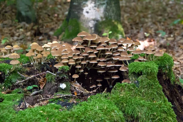 Pilze Wald — Stockfoto