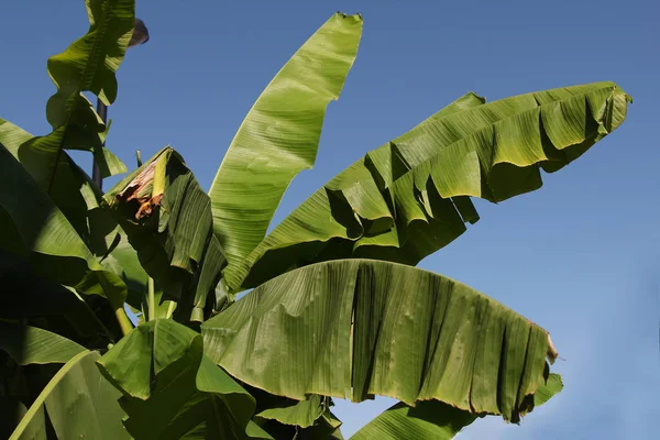 Palma Folhas Bananeira — Fotografia de Stock