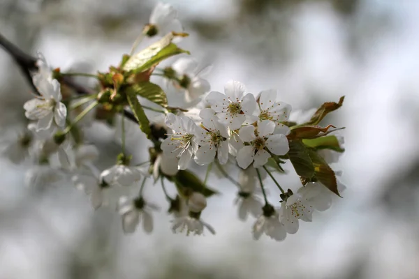 Κλαδιά Όμορφα Λουλούδια Εξωτερικούς Χώρους Ανθισμένη Δέντρο — Φωτογραφία Αρχείου