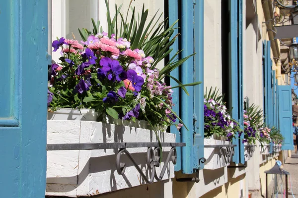 Fiori Sotto Finestra Vicino Sparare — Foto Stock