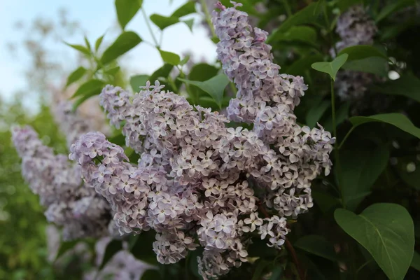 Selective Focus White Beautiful Flowers — Stock Photo, Image