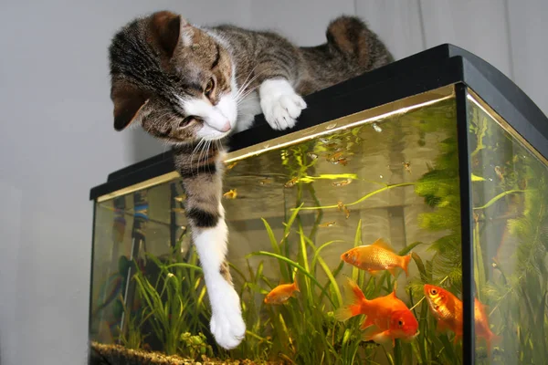 Gato jugando — Foto de Stock