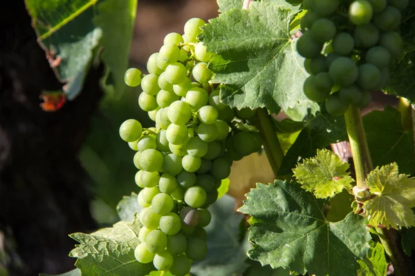 Trauben Mit Grünen Blättern Nahaufnahme — Stockfoto