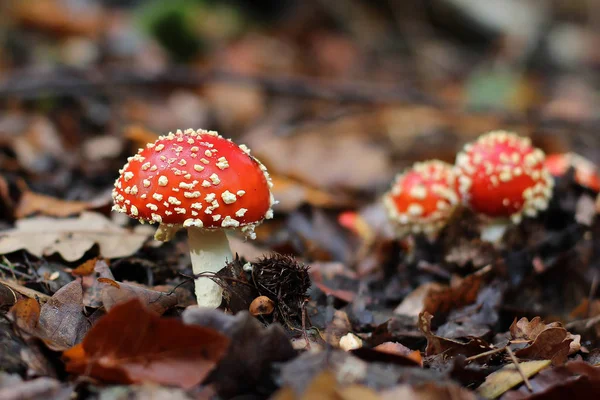 Pilze Herbstwald Nahsicht — Stockfoto