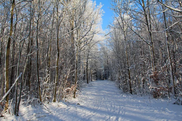 被雪覆盖的树木的冬季森林 — 图库照片