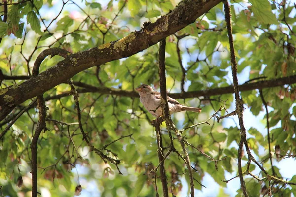 Un uccello siede su un albero — Foto Stock