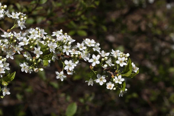 Beyaz güzel çiçekler seçici odak 