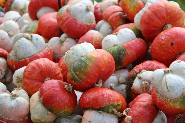 Pile Pumpkins Background — Stock Photo, Image