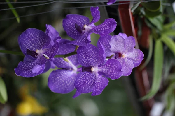 Violet Indah Alami Bunga — Stok Foto