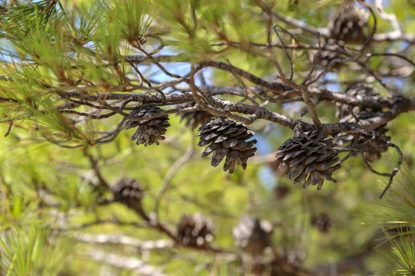 Conífera verde con conos marrones en el bosque — Foto de Stock