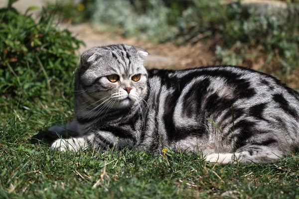 Close View British Shorthair Resting Green Grass — Stock Photo, Image