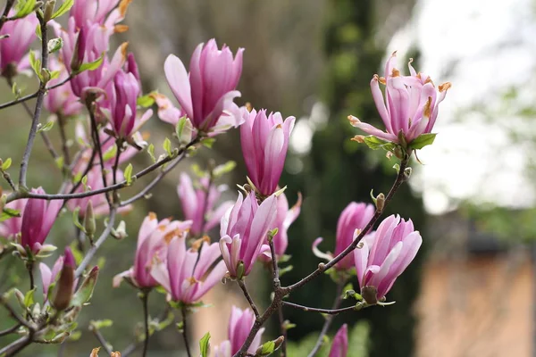 Pembe Güzel Çiçekler Görüntü Yakın — Stok fotoğraf