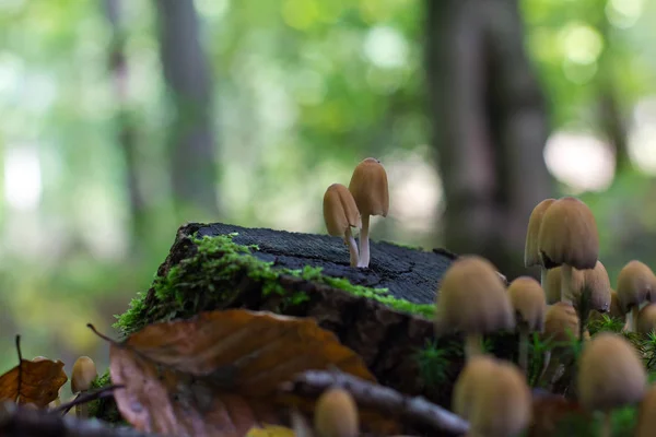 Cogumelos Floresta — Fotografia de Stock