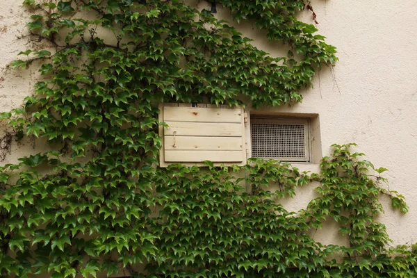 緑の葉で包まれた建物 — ストック写真