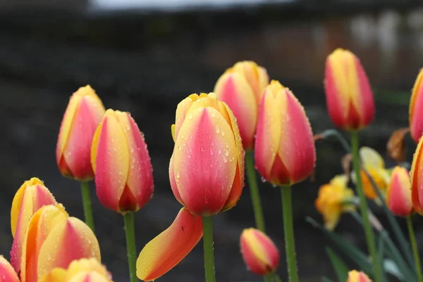 Вибірковий Фокус Красивих Тюльпанів Відкритому Повітрі — стокове фото