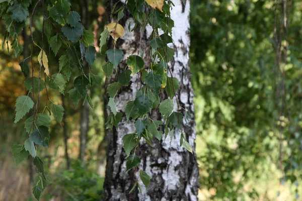 Witte Berken Stam Onscherpe Groene Achtergrond — Stockfoto