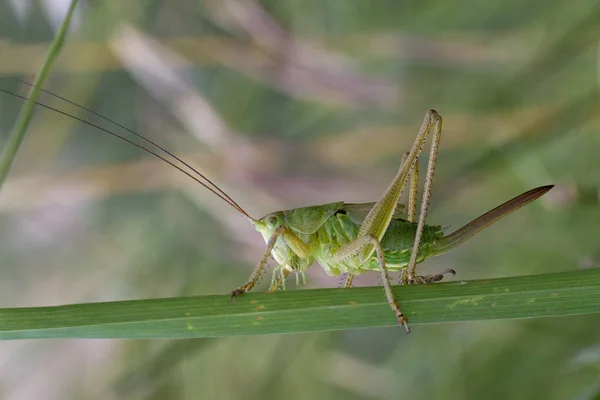 Heuschrecke Sitzt Auf Einem Grashalm — Stockfoto