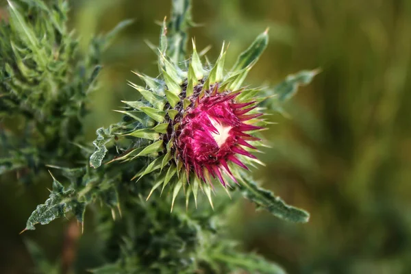 Macro Shoot Van Bloeiende Bloem — Stockfoto