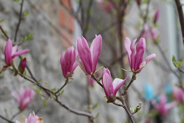 Açık Havada Güzel Çiçekler Ile Dalları Çiçeklenme Ağacı — Stok fotoğraf