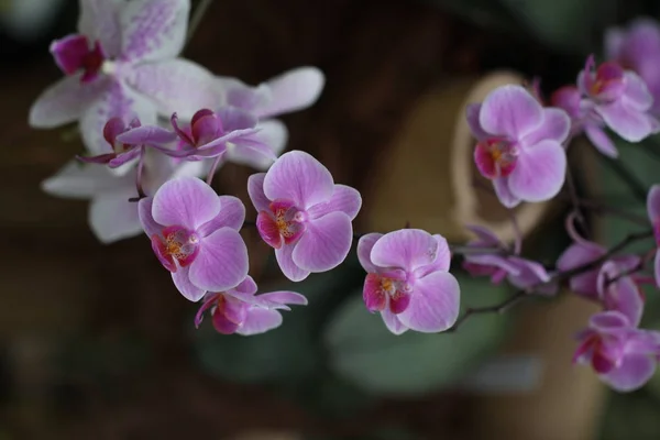 Violet Indah Alami Bunga — Stok Foto