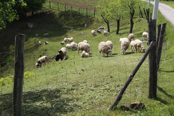 緑の農村牧草地で放牧する羊 — ストック写真