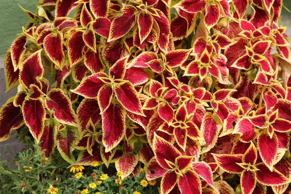 Вибірковий Фокус Красивих Квітів Відкритому Повітрі — стокове фото