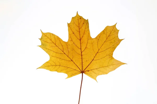 Yellow Maple leaf on white background