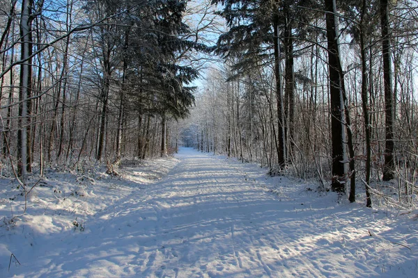 Зимний Лес Деревьями Покрытыми Снегом — стоковое фото