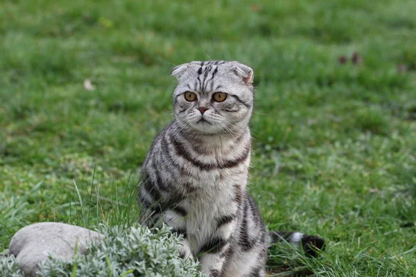 Godny Podziwu Brytyjski Tabby Kot — Zdjęcie stockowe