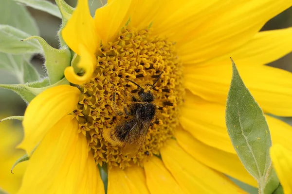 Çiçek Açan Çiçek Makro Ateş — Stok fotoğraf