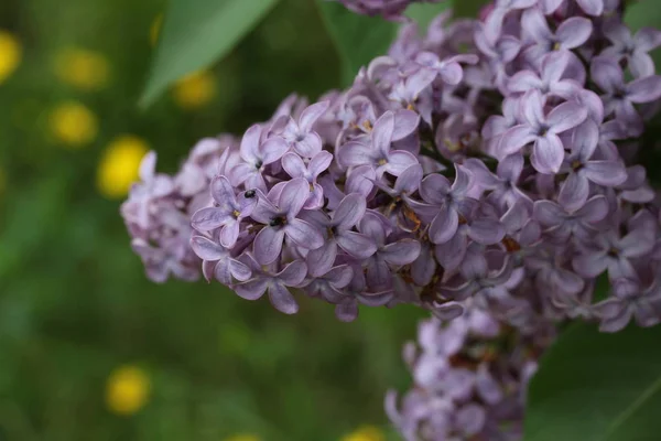 Purple Fresh Flowers Outdoors — Stock Photo, Image