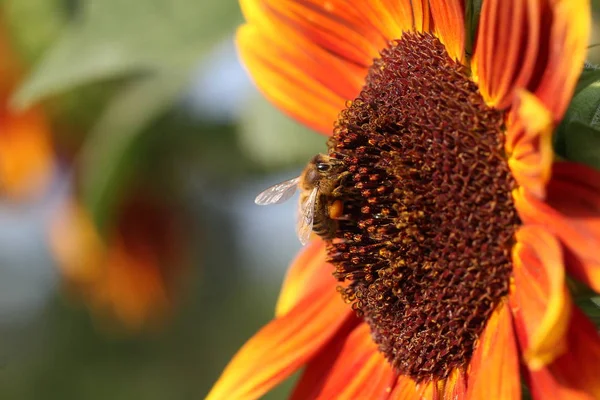 Portakal Çiçeği Yakınında Bumblebee Aşırı Yakın — Stok fotoğraf