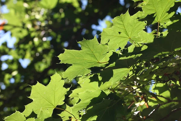 Feuillage Vert Dans Forêt Jardin — Photo