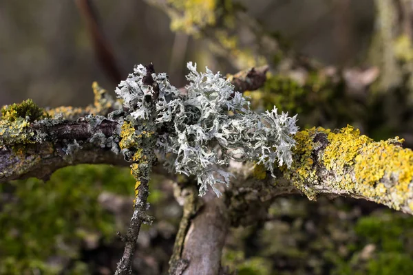 Flores Rama Árbol — Foto de Stock